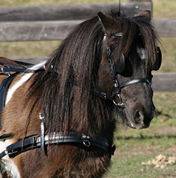 Zilco Cavallo/Pony Grembiule di guida 